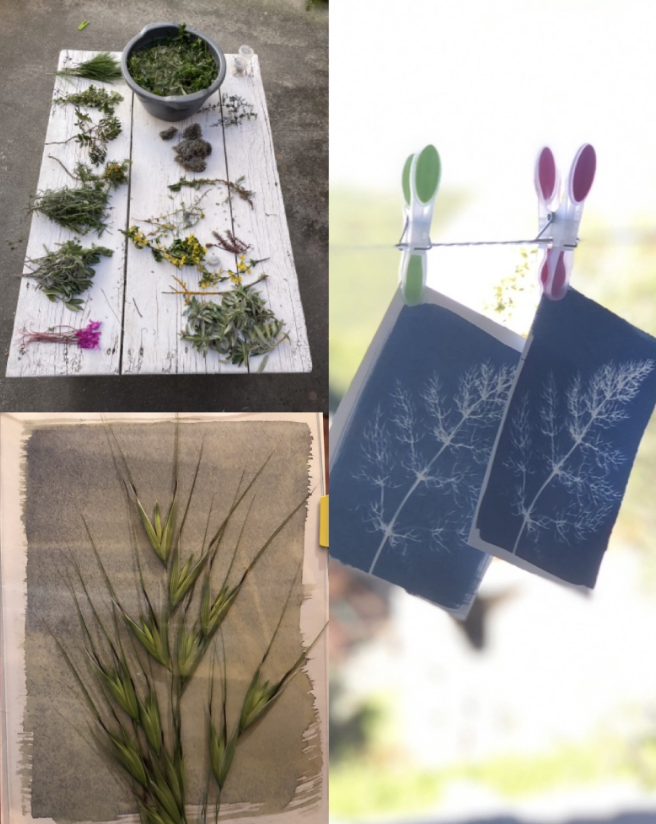 Creating Cyanotypes